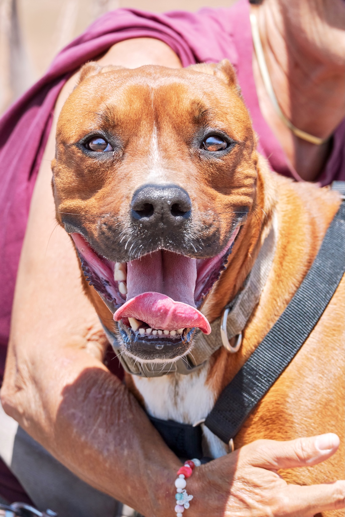 Tito (Cachorro Vegueta 1)