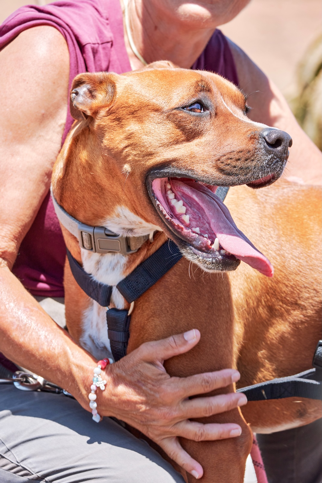 Tito (Cachorro Vegueta 1)