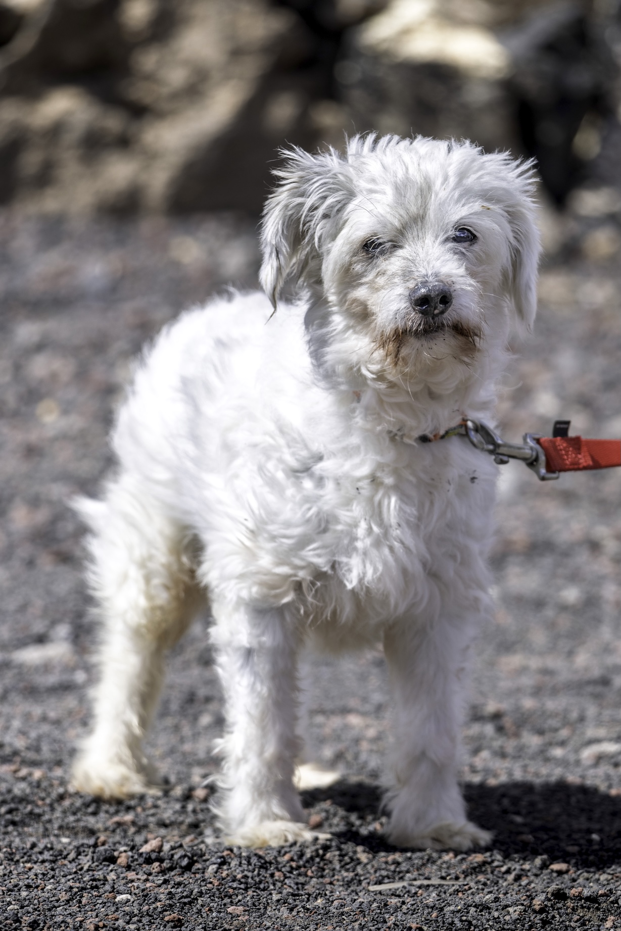 Tyson- RESERVADO-