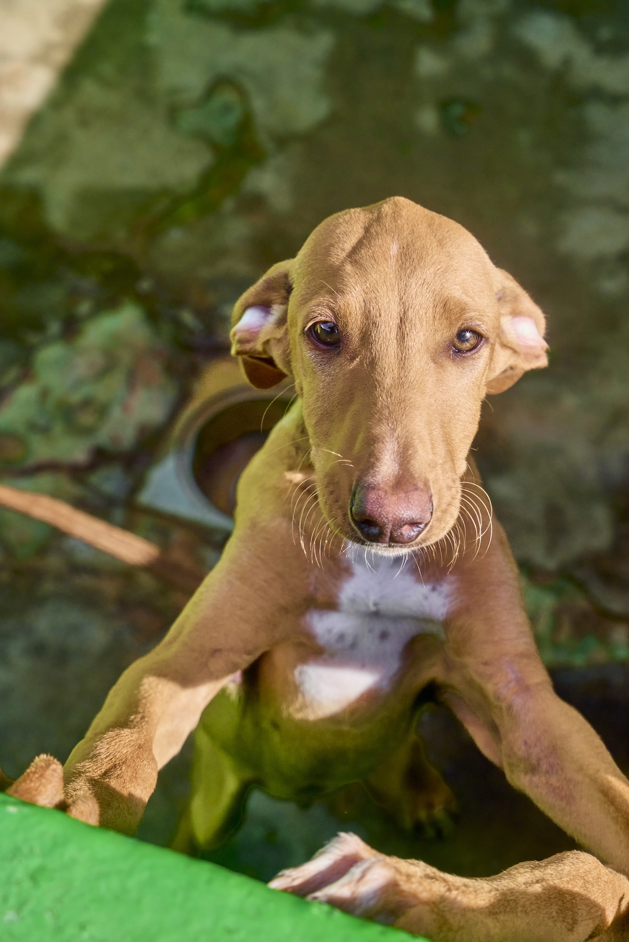 Cachorro Albahaca 1