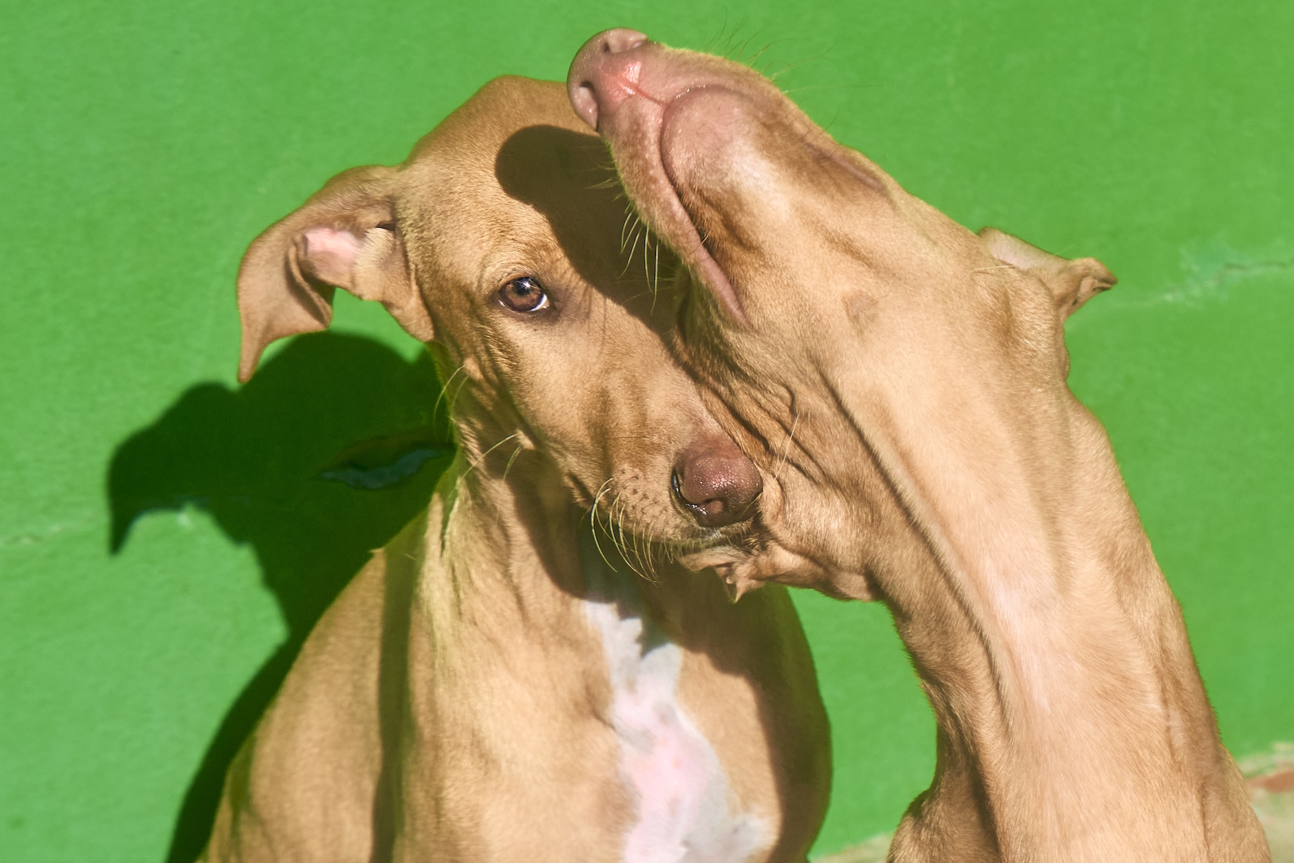 Cachorro Albahaca 1