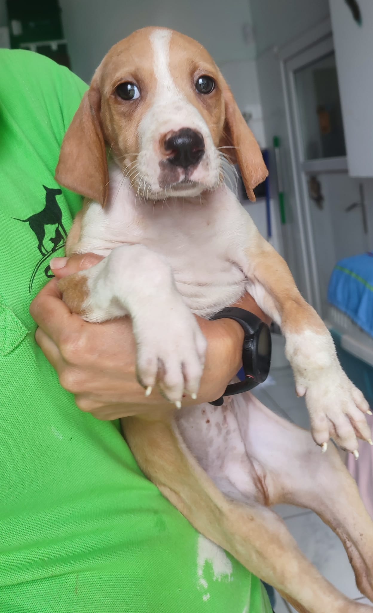 Milo (Cachorro Kannes 3)