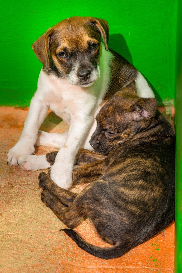 Dogos -"Cachorros Mosqueperros" -RESERVADO-