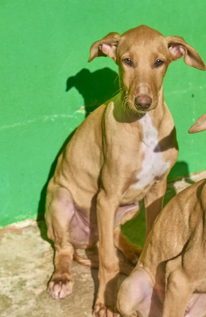 Cachorro Albahaca 1