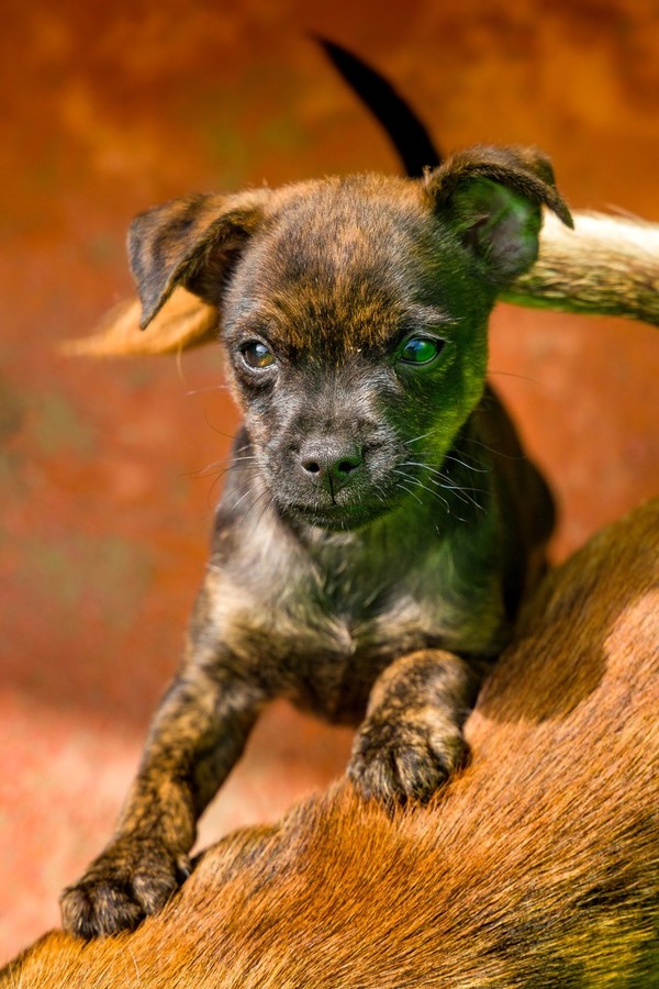 Dogos -"Cachorros Mosqueperros" -RESERVADO-