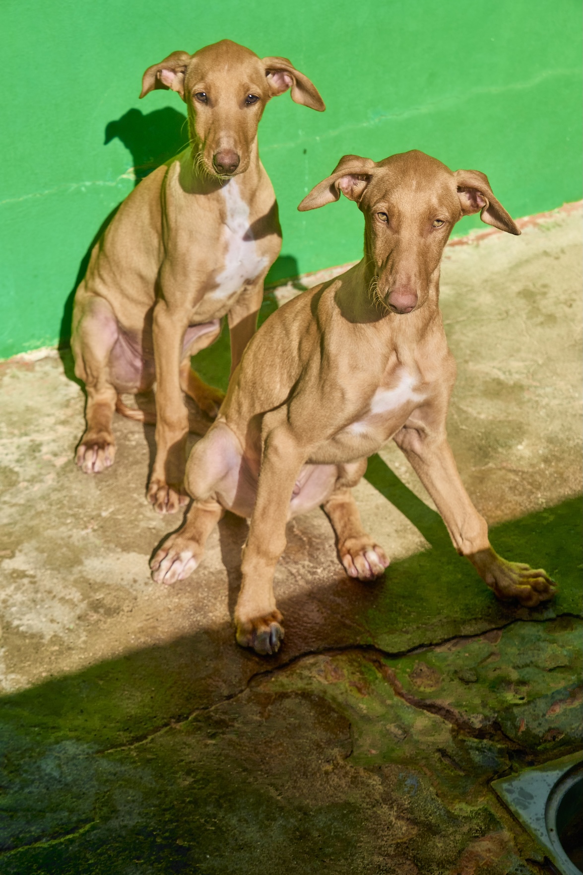 Cachorro Albahaca 1