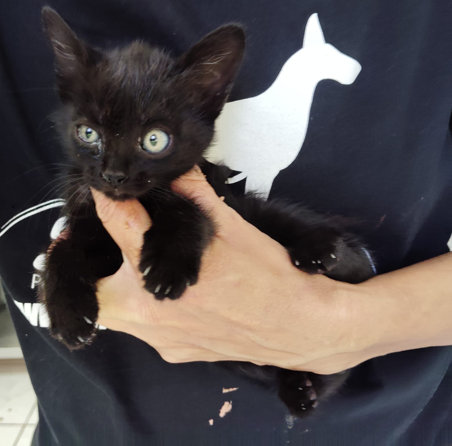 Gatito Calero 4