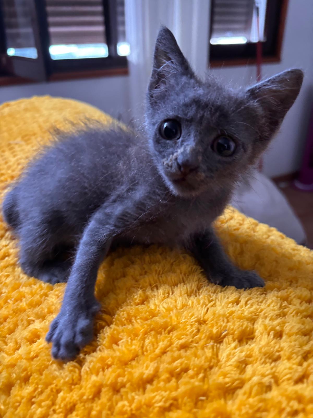 Angelita