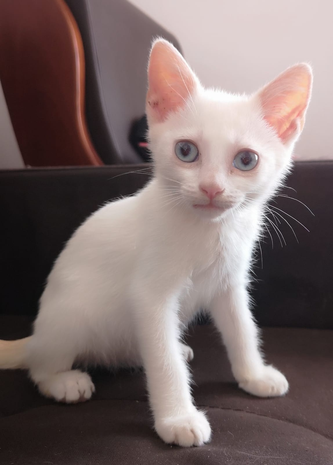 Fénix