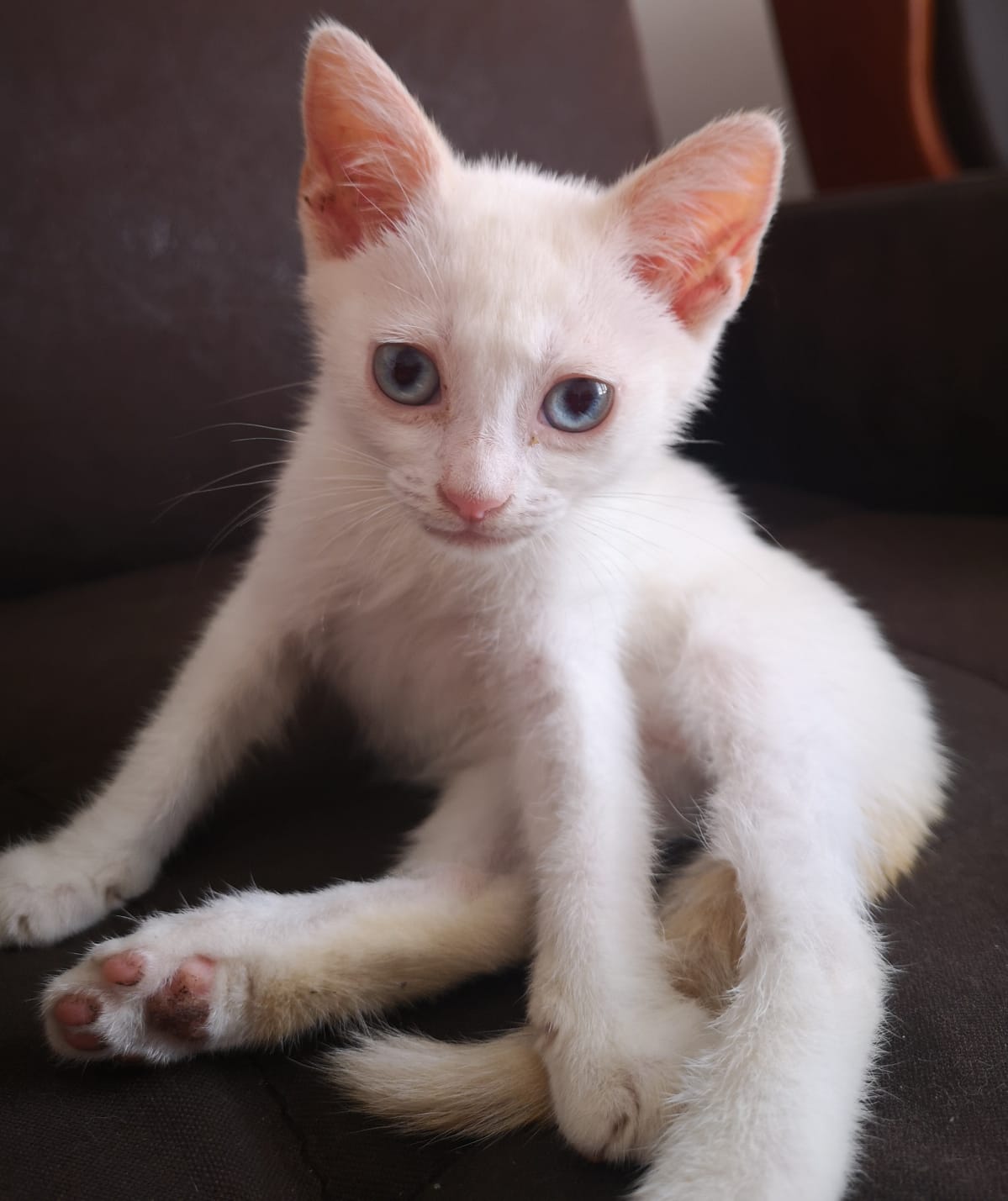 Fénix