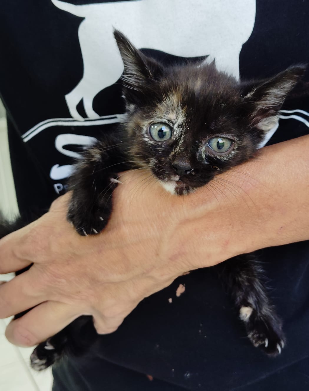 Gatito Calero 1