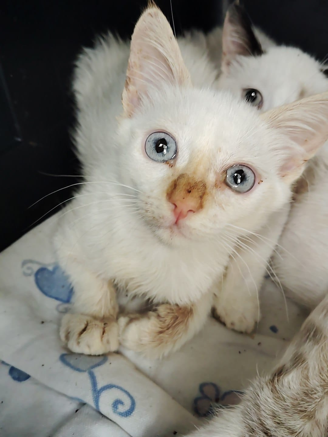 Gatito Guirre 2