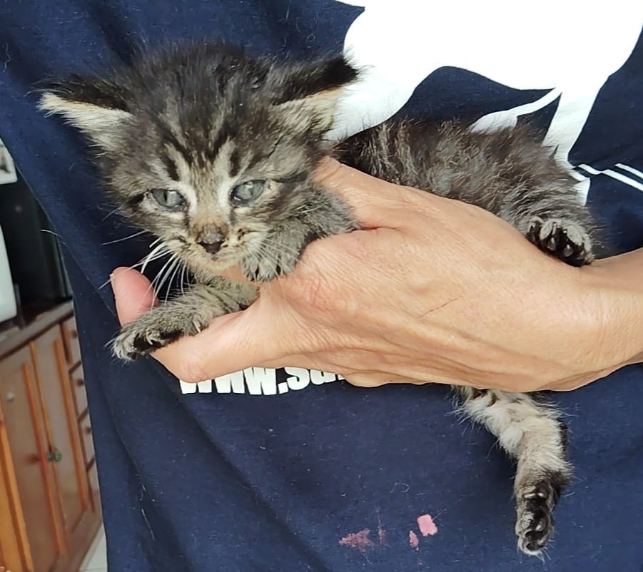 Gatito Piletas 2