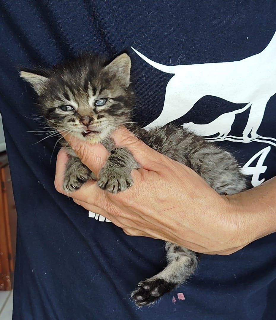 Gatito Piletas 1