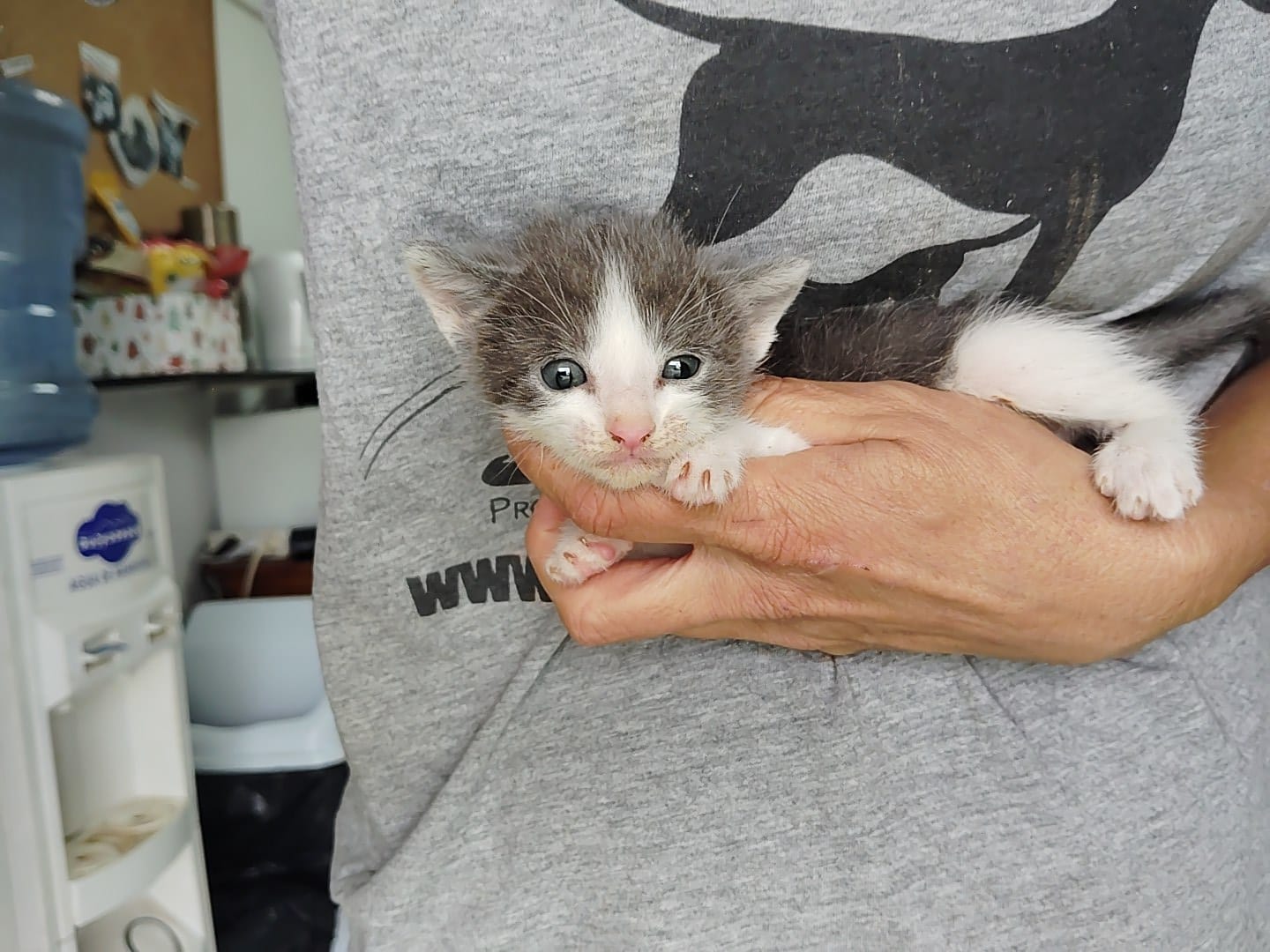 Gatito Zonzamas 1 -RESERVADO-