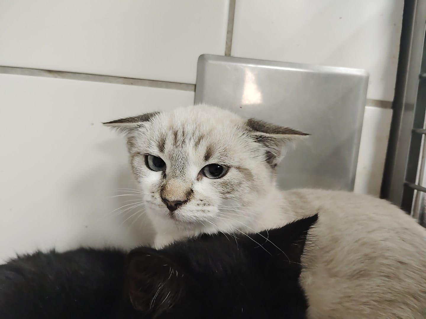 Gatito Ana 1 -RESERVADA-