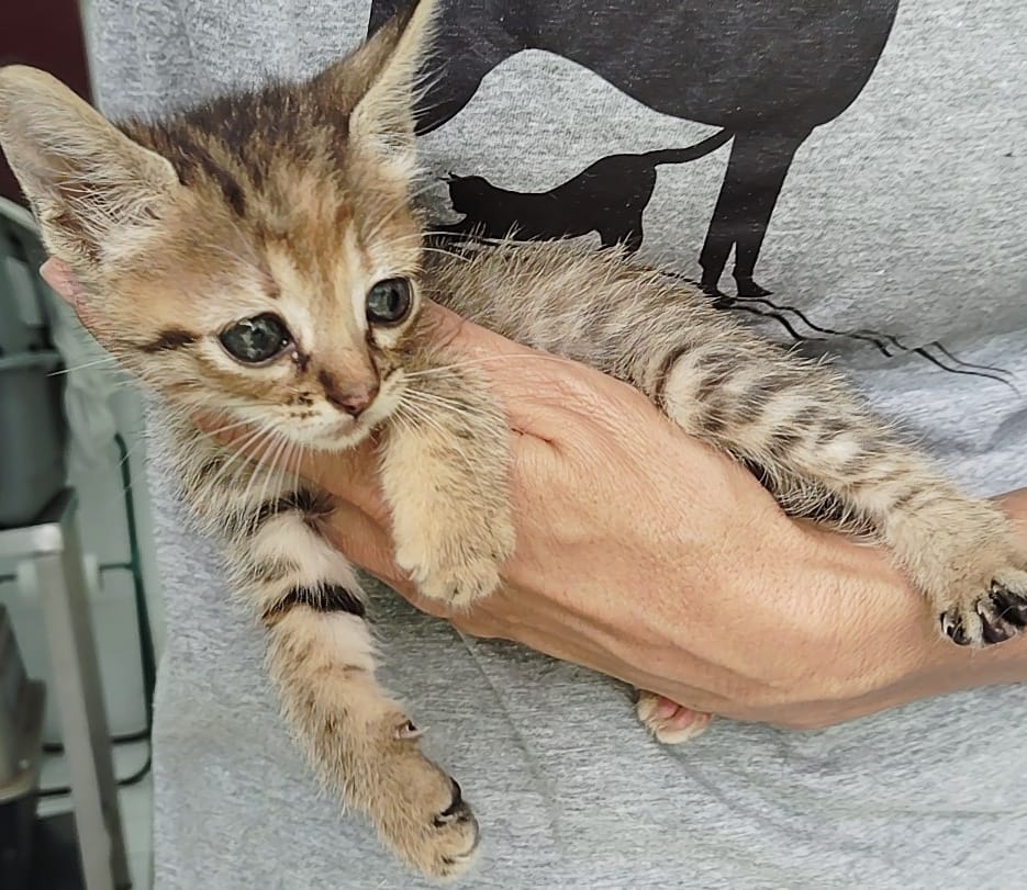 Gatito Barreiro 1