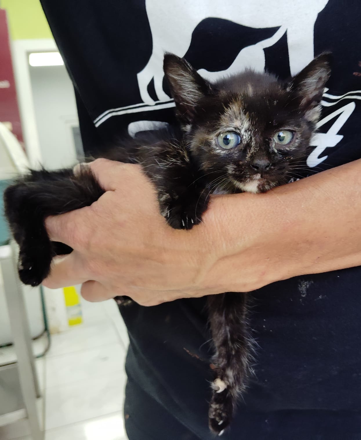 Gatito Calero 1
