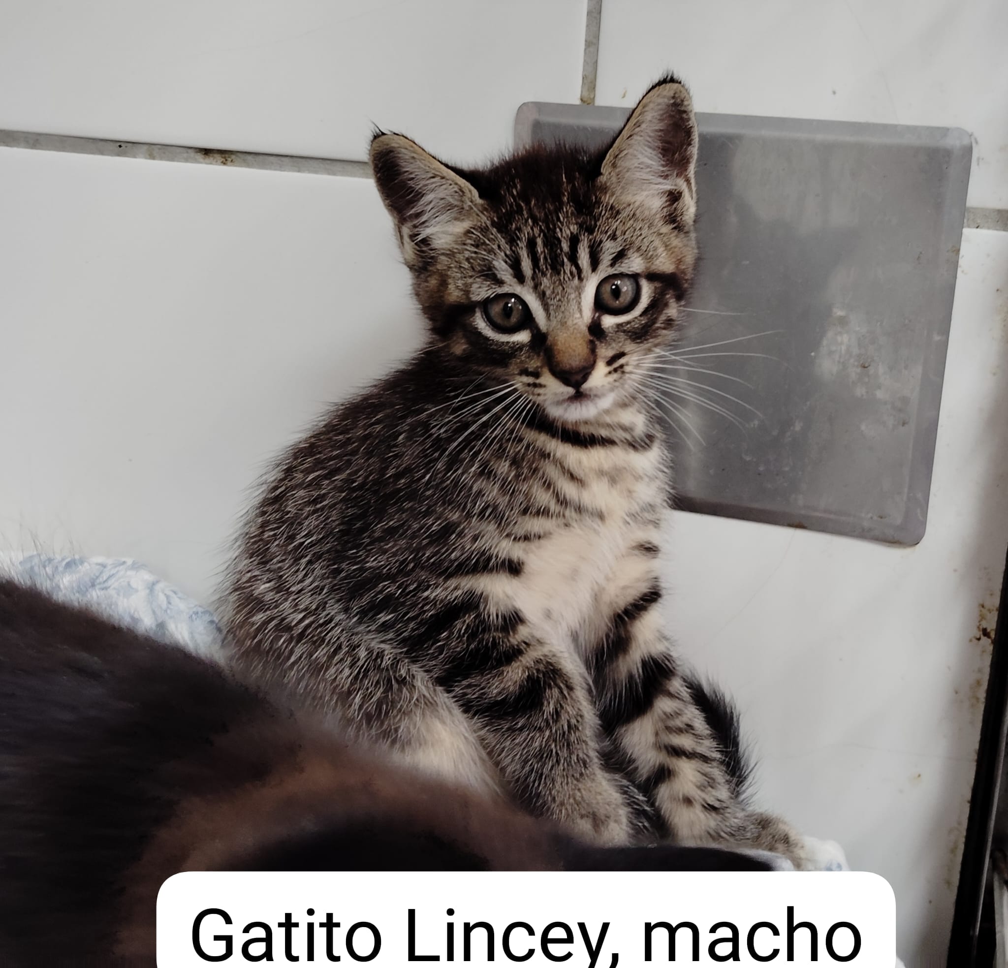 Gatito Lincey 1 -RESERVADO-