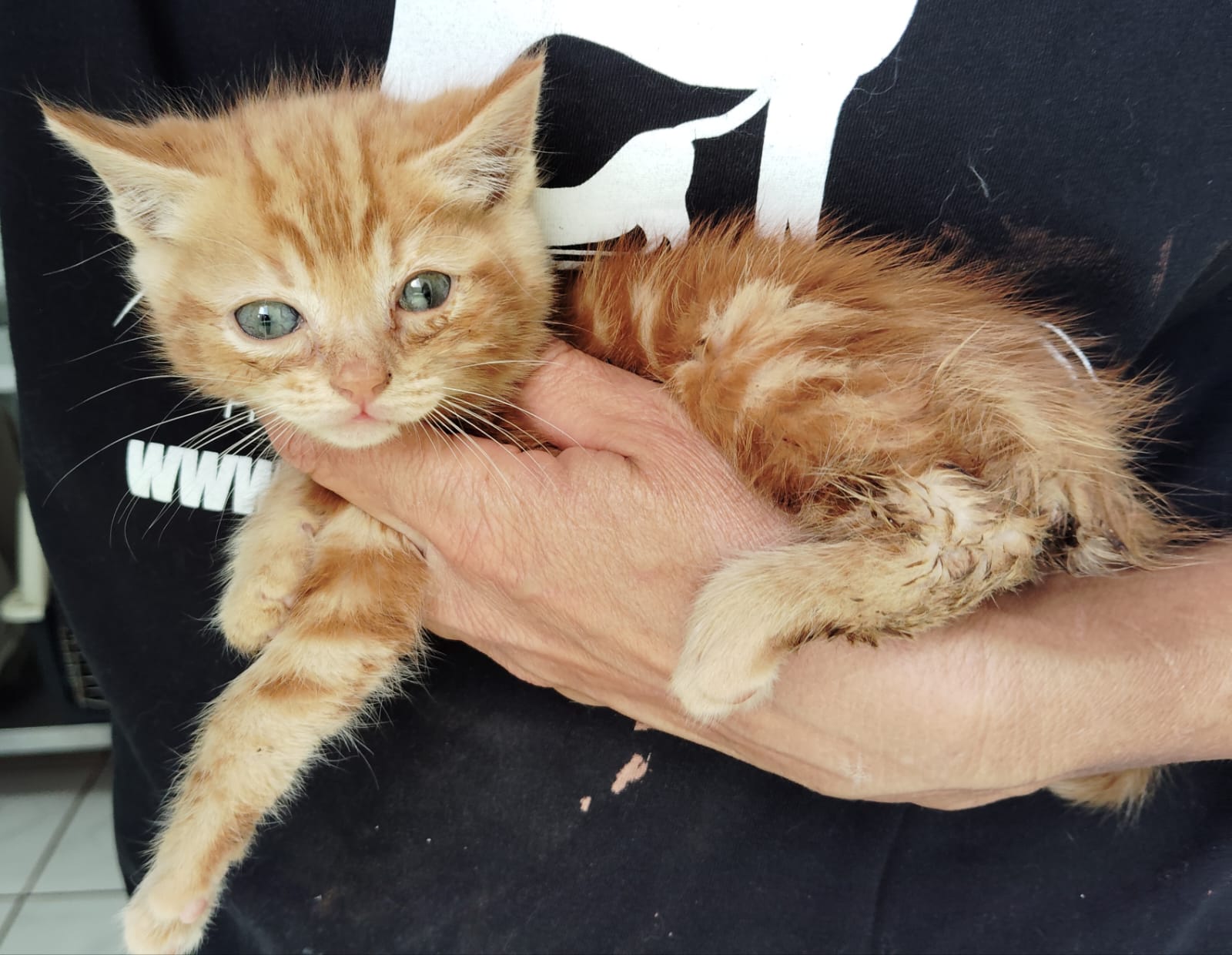 Gatito Heredia 3 -RESERVADO-