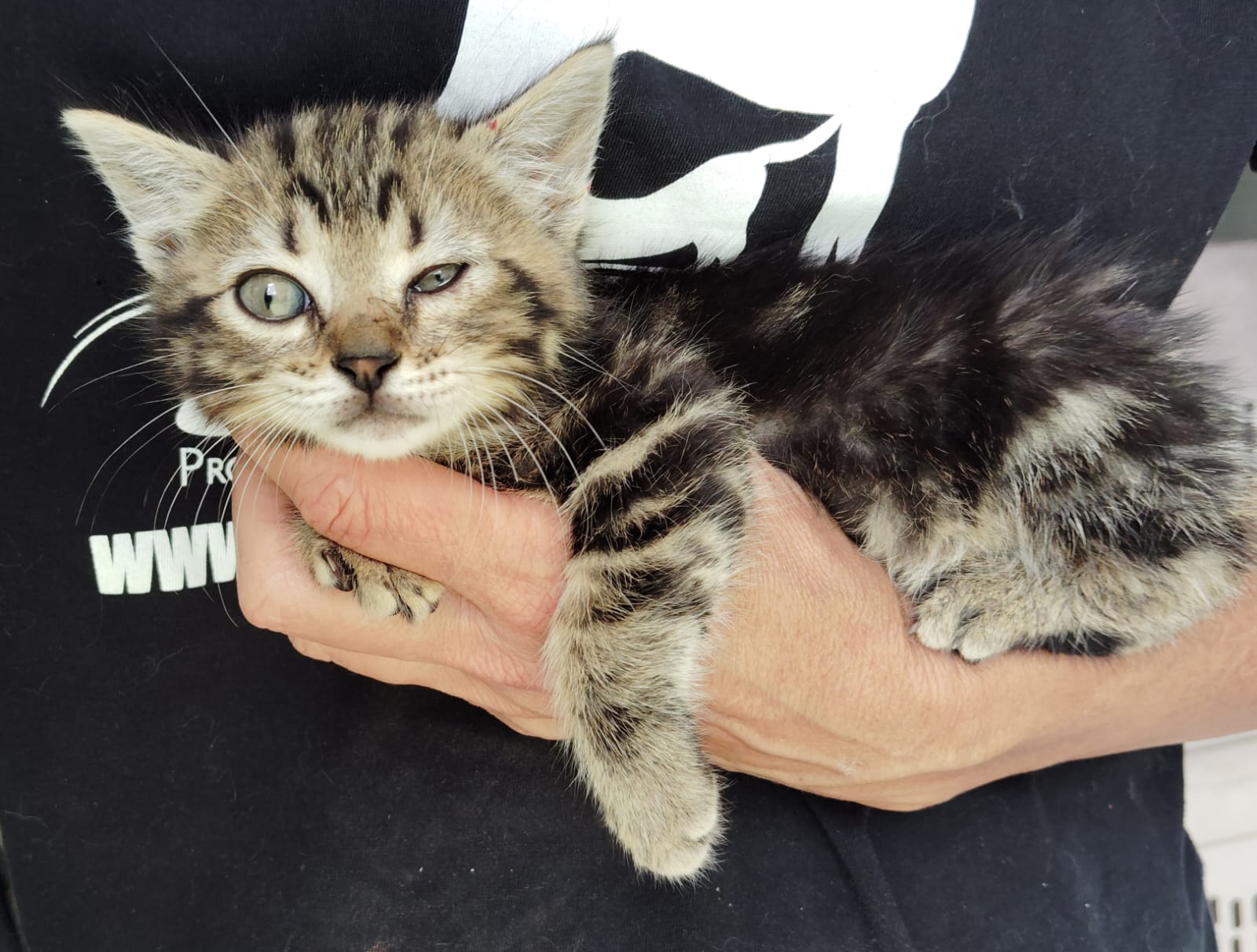 Gatito Heredia 4