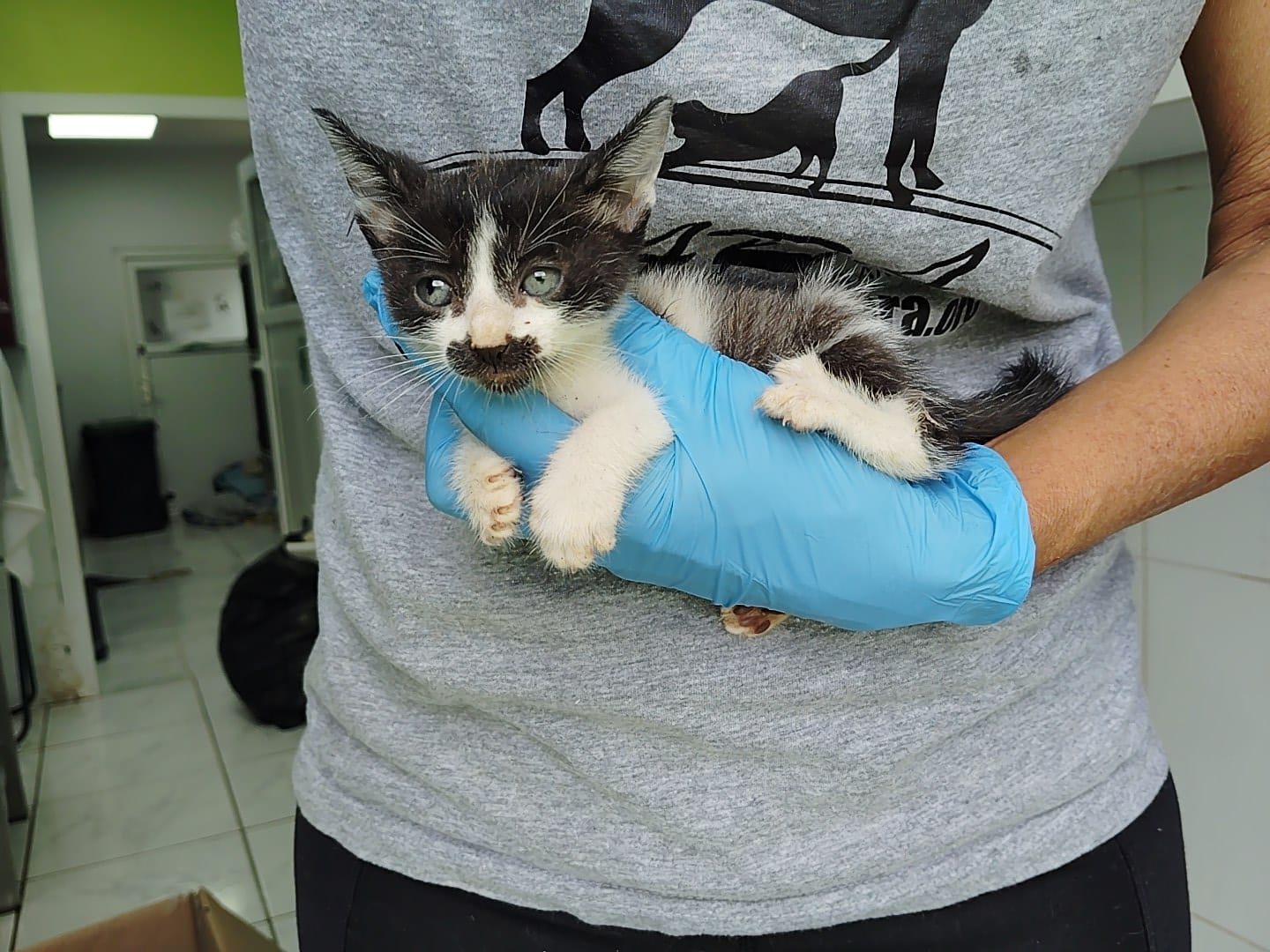 Gatito Pelícanos 2