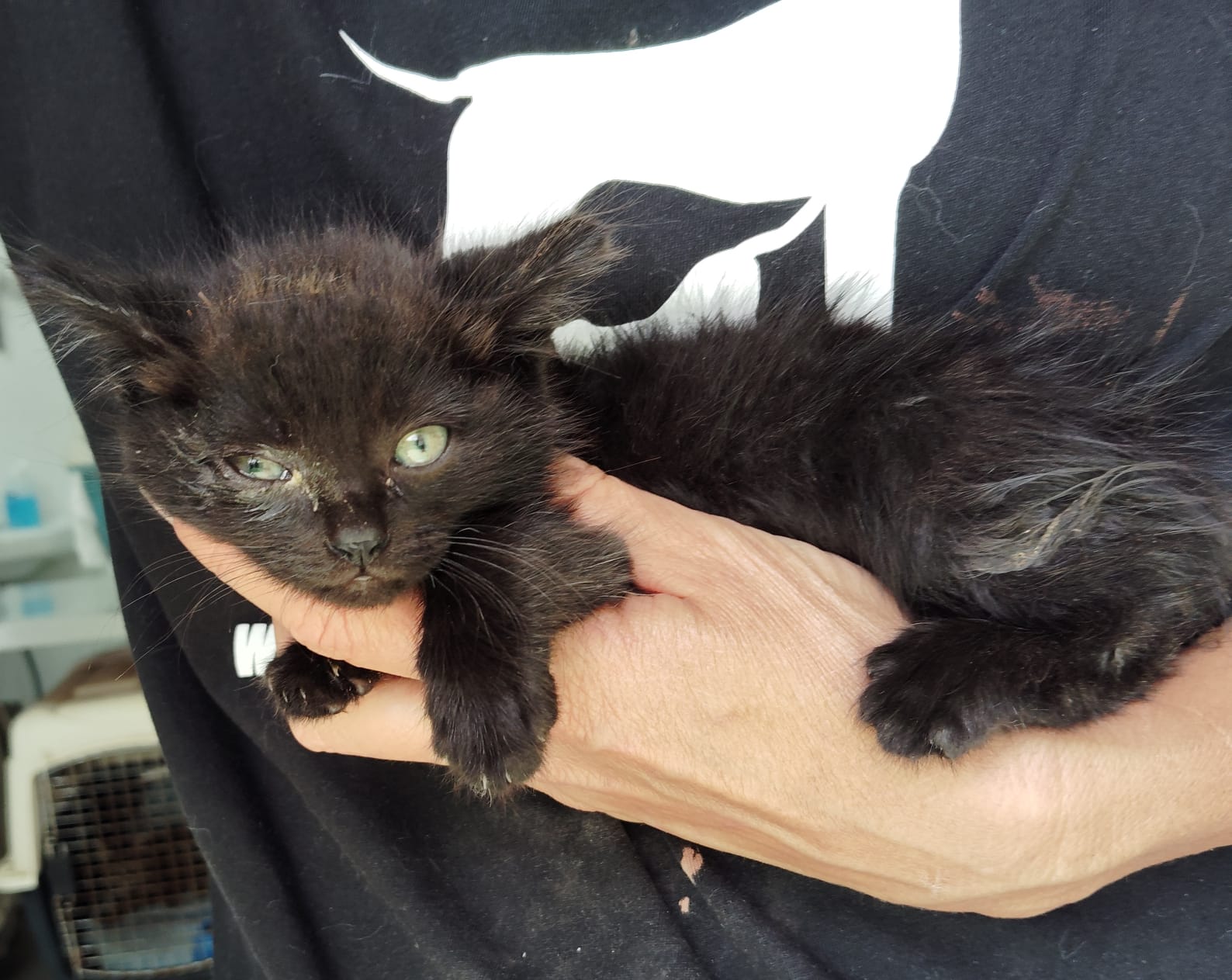 Gatito Heredia 1