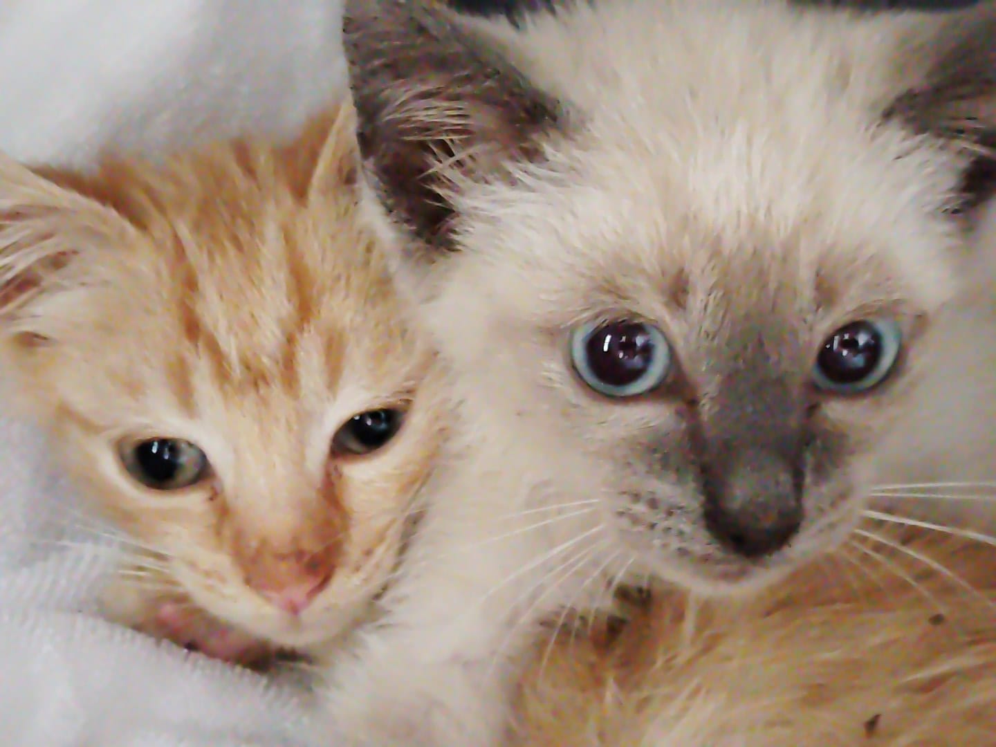 Gatito Queto 1
