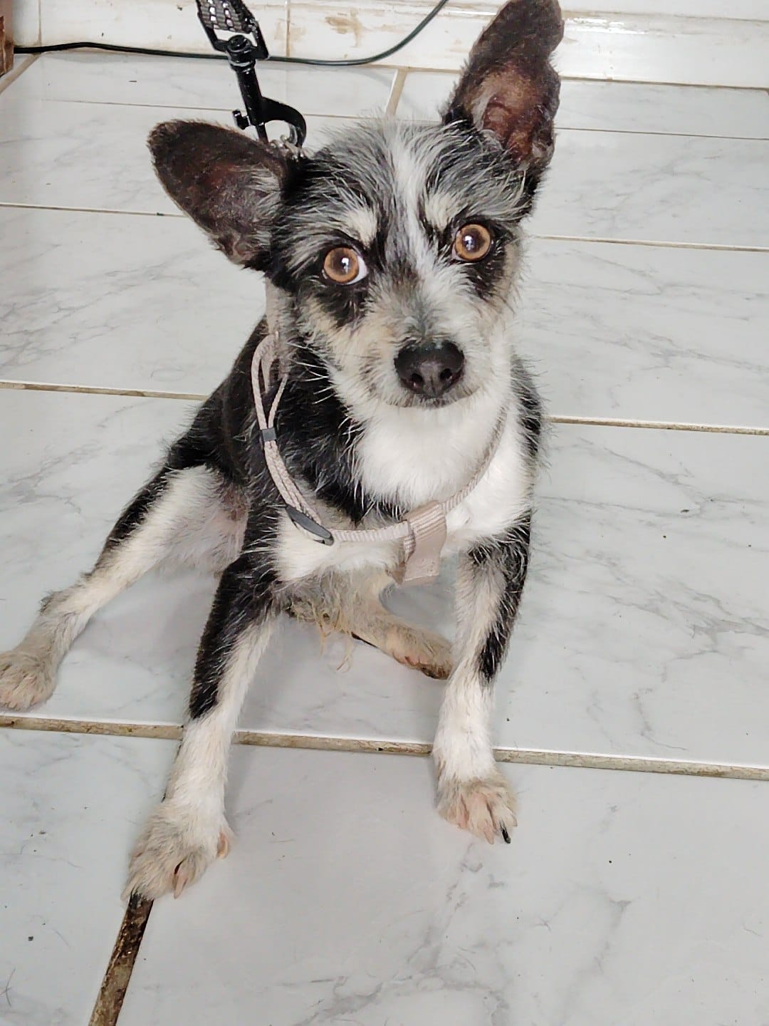 Koby -RESERVADO-