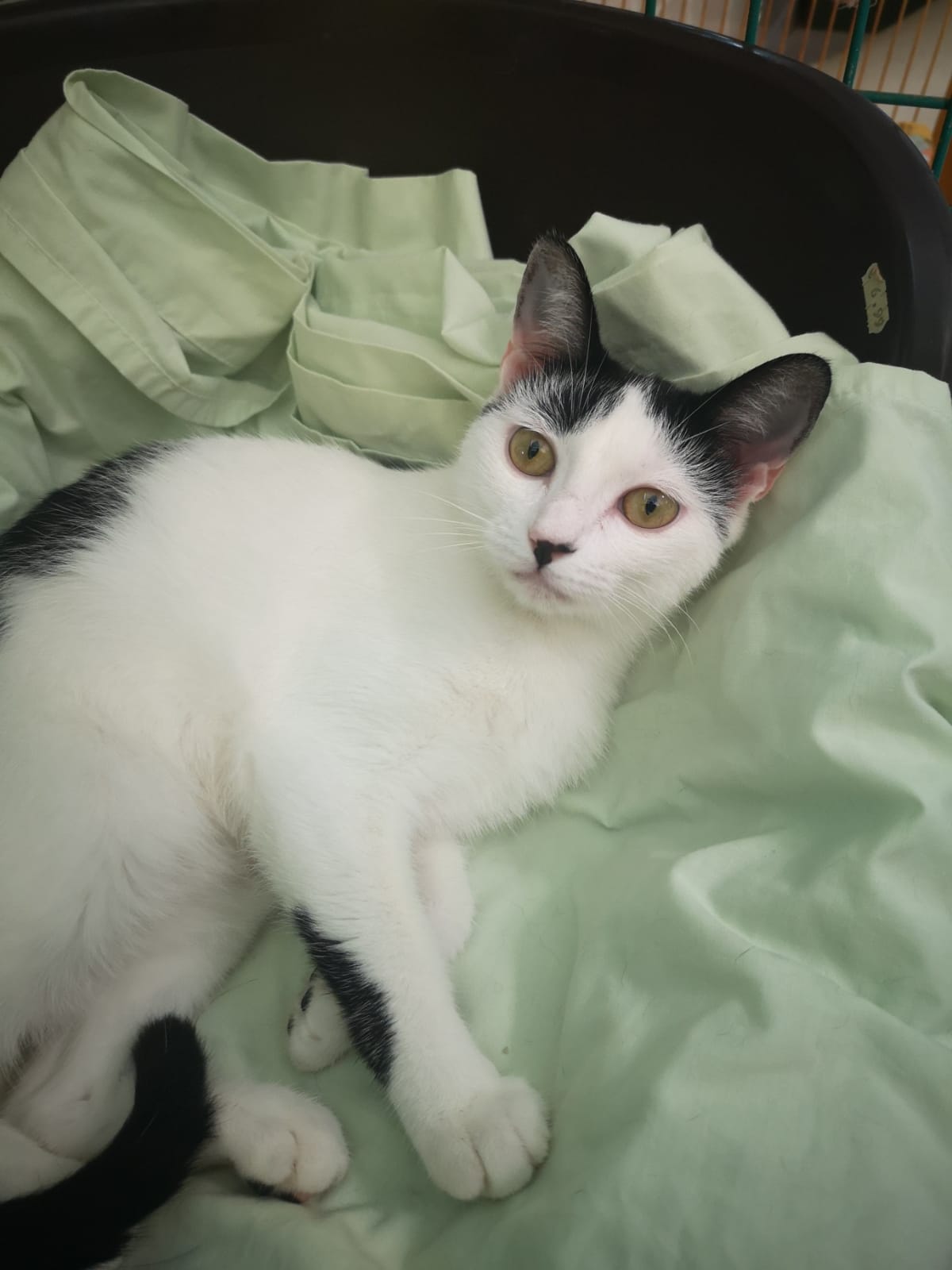 Penélope