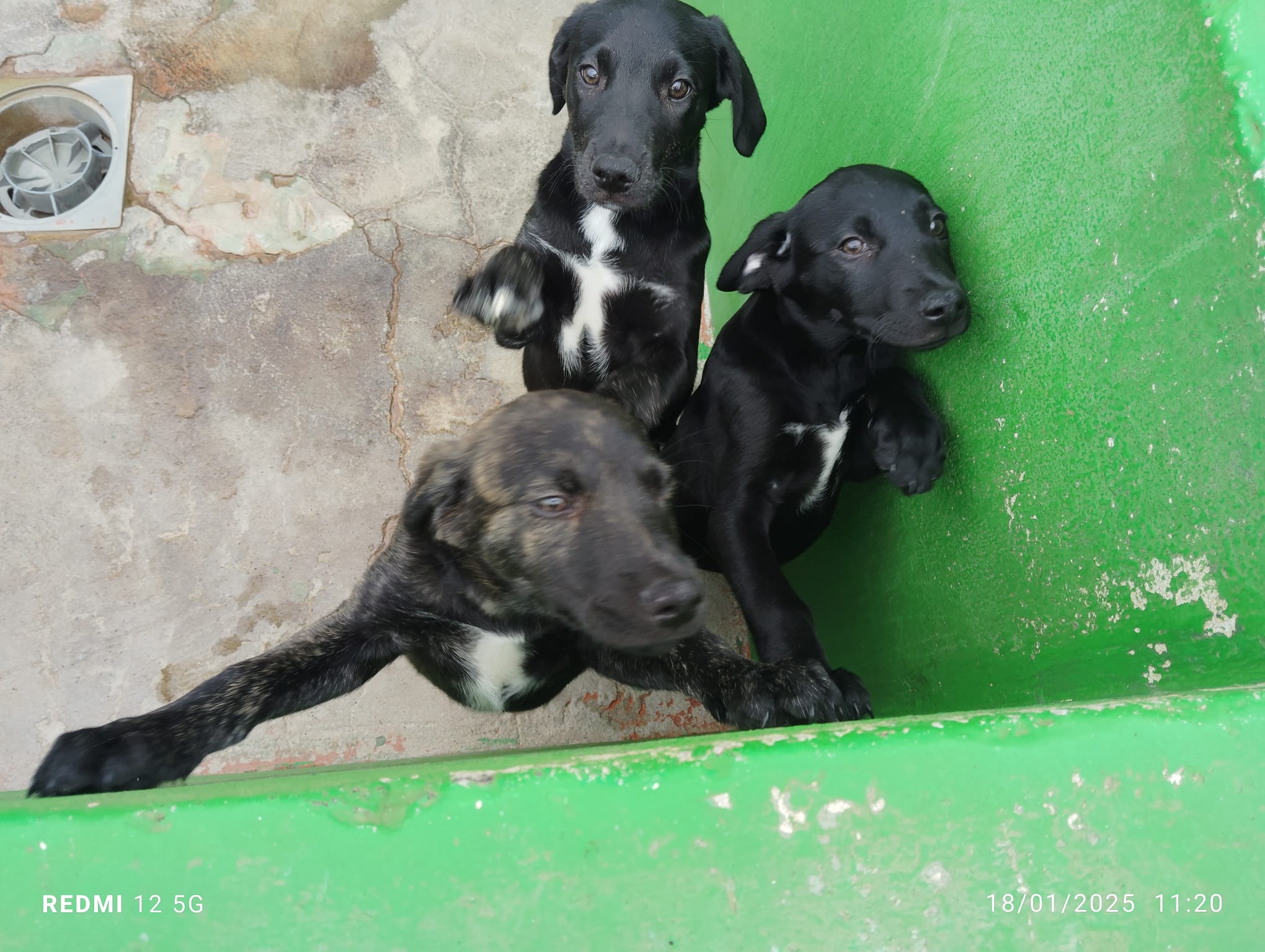 Cachorro Quíquere 1- RESERVADO-